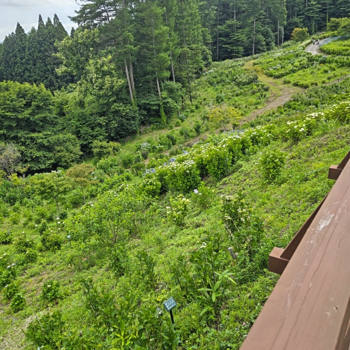 あじさい