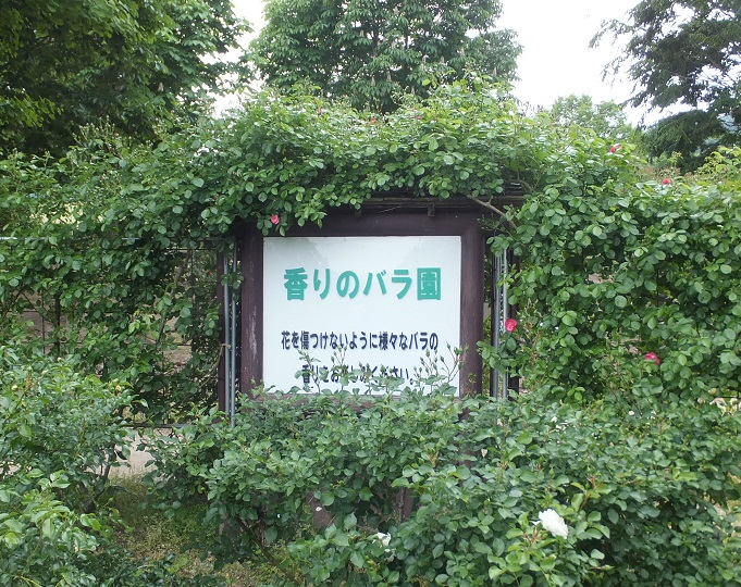 あづま総合運動公園 香りのバラ園