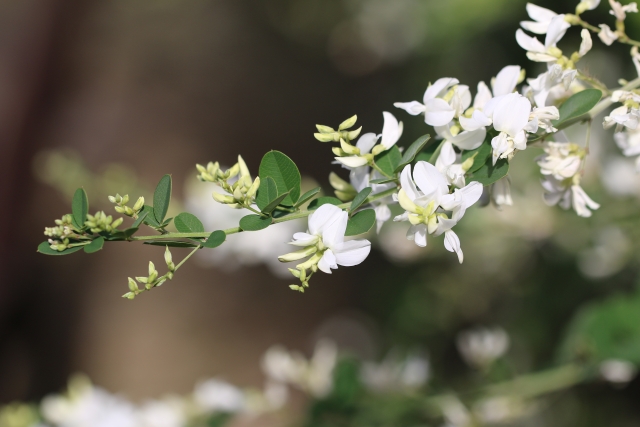 白花萩