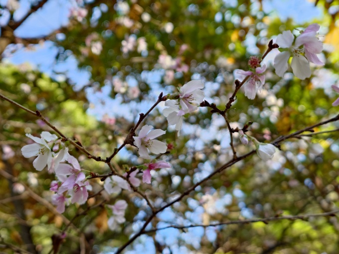 四季桜