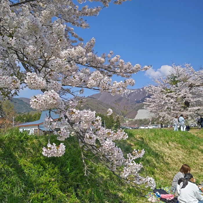 観音寺川の桜並木