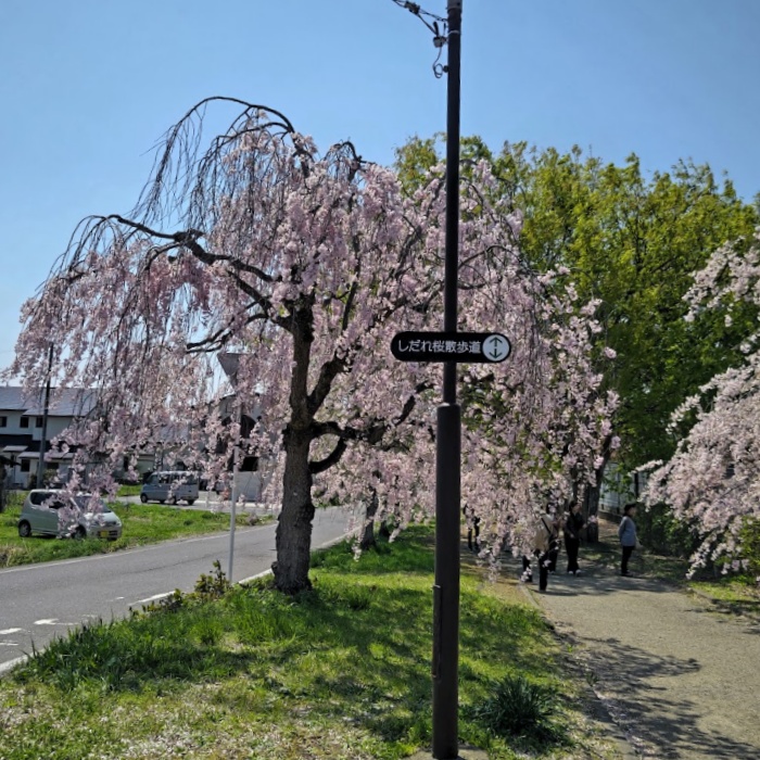 枝垂れ桜