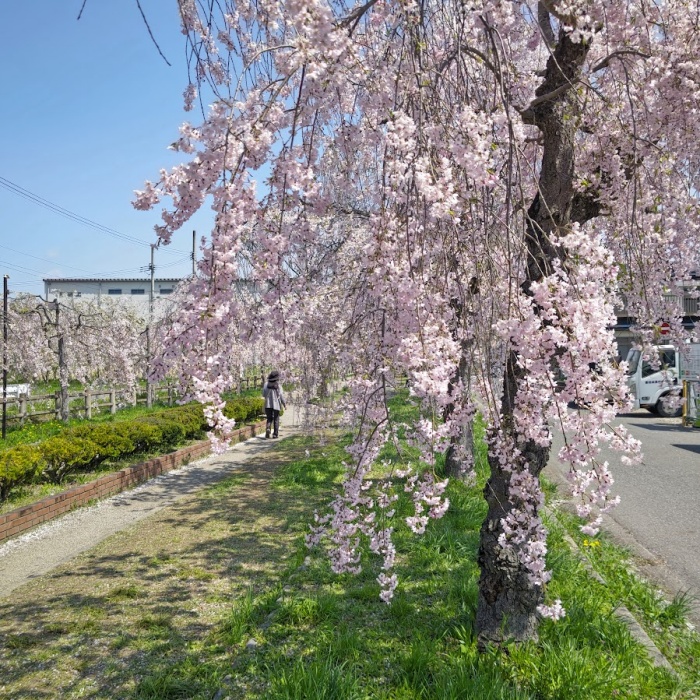 旧日中線枝垂れ桜