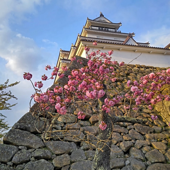 八重桜