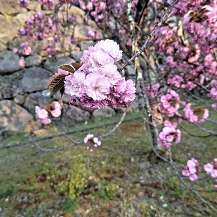 八重桜