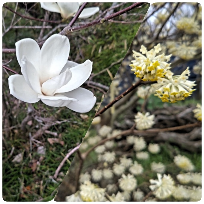 ハクモクレンとミツマタ