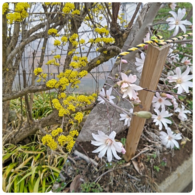 山茱萸とシデコブシ