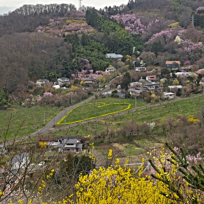 花見山公園から見たハート型の菜の花