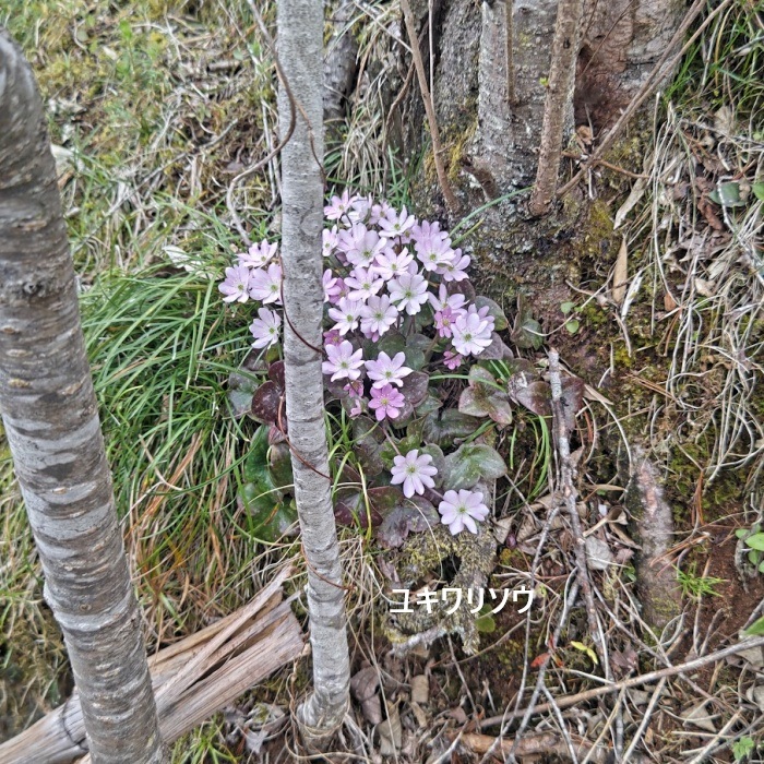ユキワリソウ